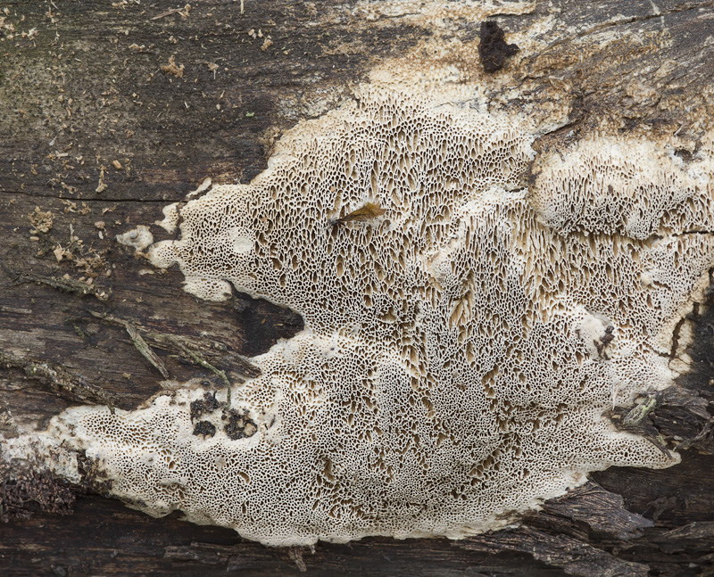 Antrodia sinuosa